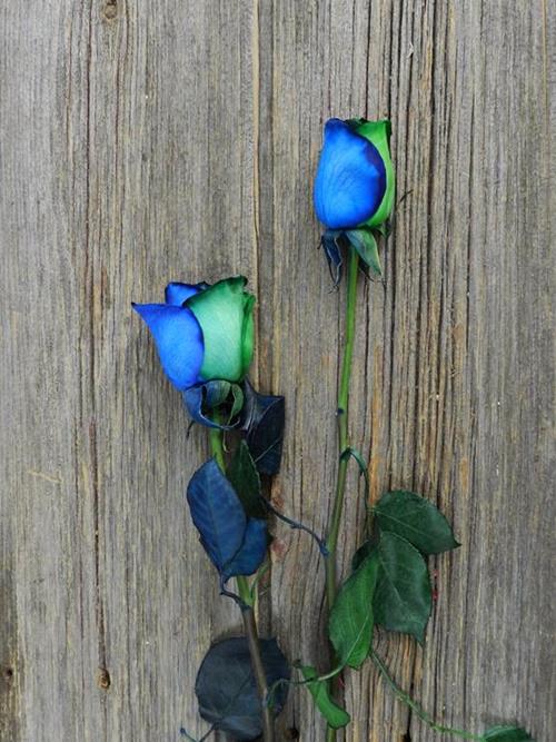 BLUE & GREEN  TINTED ROSE